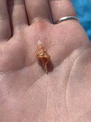 Triplofusus giganteus