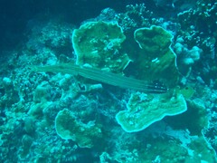 Aulostomus chinensis