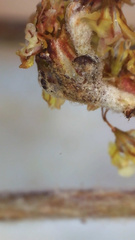 Eriogonum gracile gracile