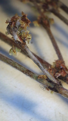 Eriogonum gracile gracile