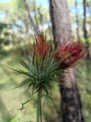 Cirsium ehrenbergii