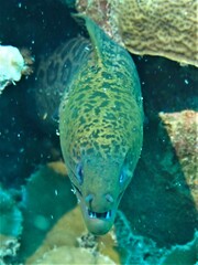 Gymnothorax javanicus