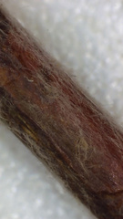 Eriogonum gracile gracile