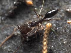 Odontomachus brunneus