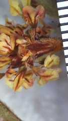 Eriogonum gracile gracile