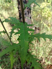 Cirsium ehrenbergii