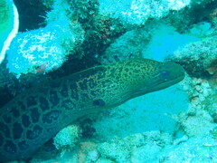 Gymnothorax javanicus