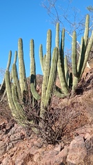 Stenocereus thurberi