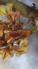 Eriogonum gracile gracile