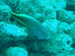 Paracirrhites forsteri