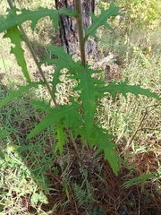 Cirsium ehrenbergii