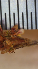 Eriogonum gracile gracile