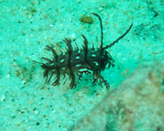 Novaculichthys taeniourus
