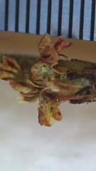 Eriogonum gracile gracile