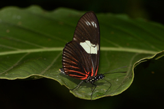 Heliconius doris doris