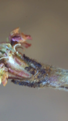 Eriogonum gracile gracile