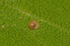 Elasmias wakefieldiae