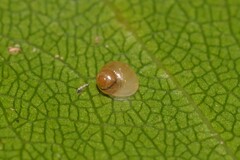 Elasmias wakefieldiae