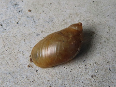Succinea lauta
