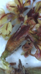 Eriogonum gracile gracile