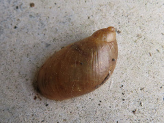 Succinea lauta