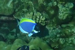 Acanthurus leucosternon