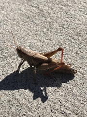 Melanoplus yarrowii