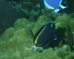 Acanthurus nigricans