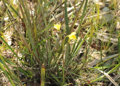 Diuris chryseopsis