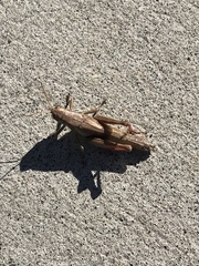 Melanoplus yarrowii