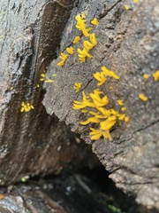 Agaricomycotina