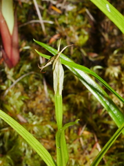 Pterostylis graminea