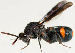 Leucospis