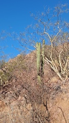 Stenocereus thurberi