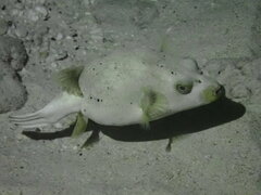 Arothron nigropunctatus