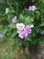 Brunfelsia pauciflora