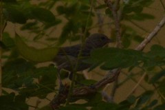 Auriparus flaviceps