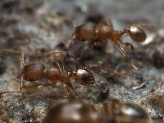 Pheidole navigans