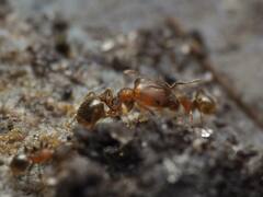 Pheidole navigans