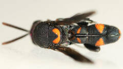 Leucospis