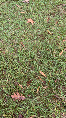 Stenotaphrum secundatum