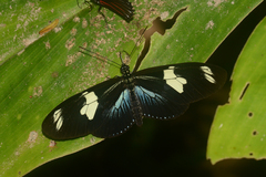 Heliconius doris doris