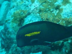 Acanthurus olivaceus