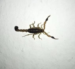 Centruroides bicolor