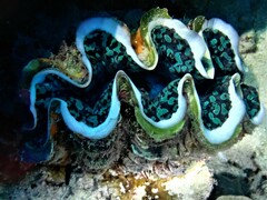 Tridacna noae