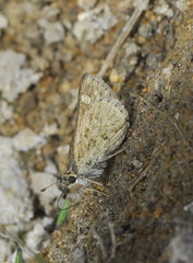 Polites subreticulata