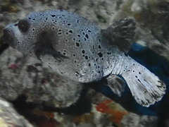 Arothron nigropunctatus