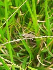 Chariesterus antennator