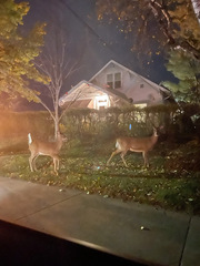 Odocoileus virginianus