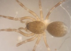 Panamomops sulcifrons